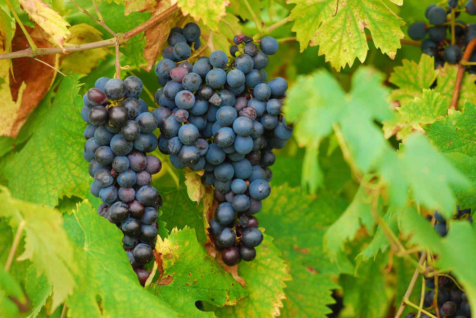 vendemmia2014-1800x1200-10