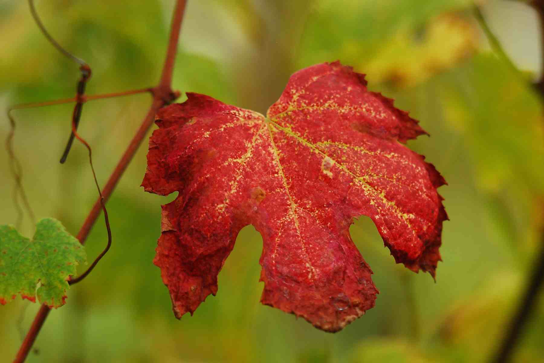 vendemmia2014-1800x1200-17