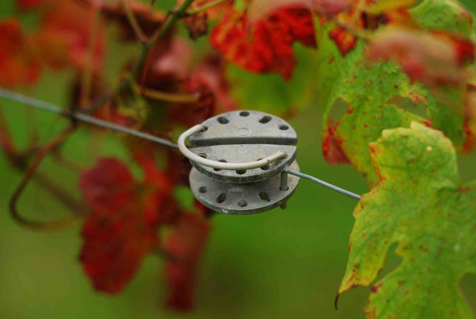 vendemmia2014-1800x1200-18