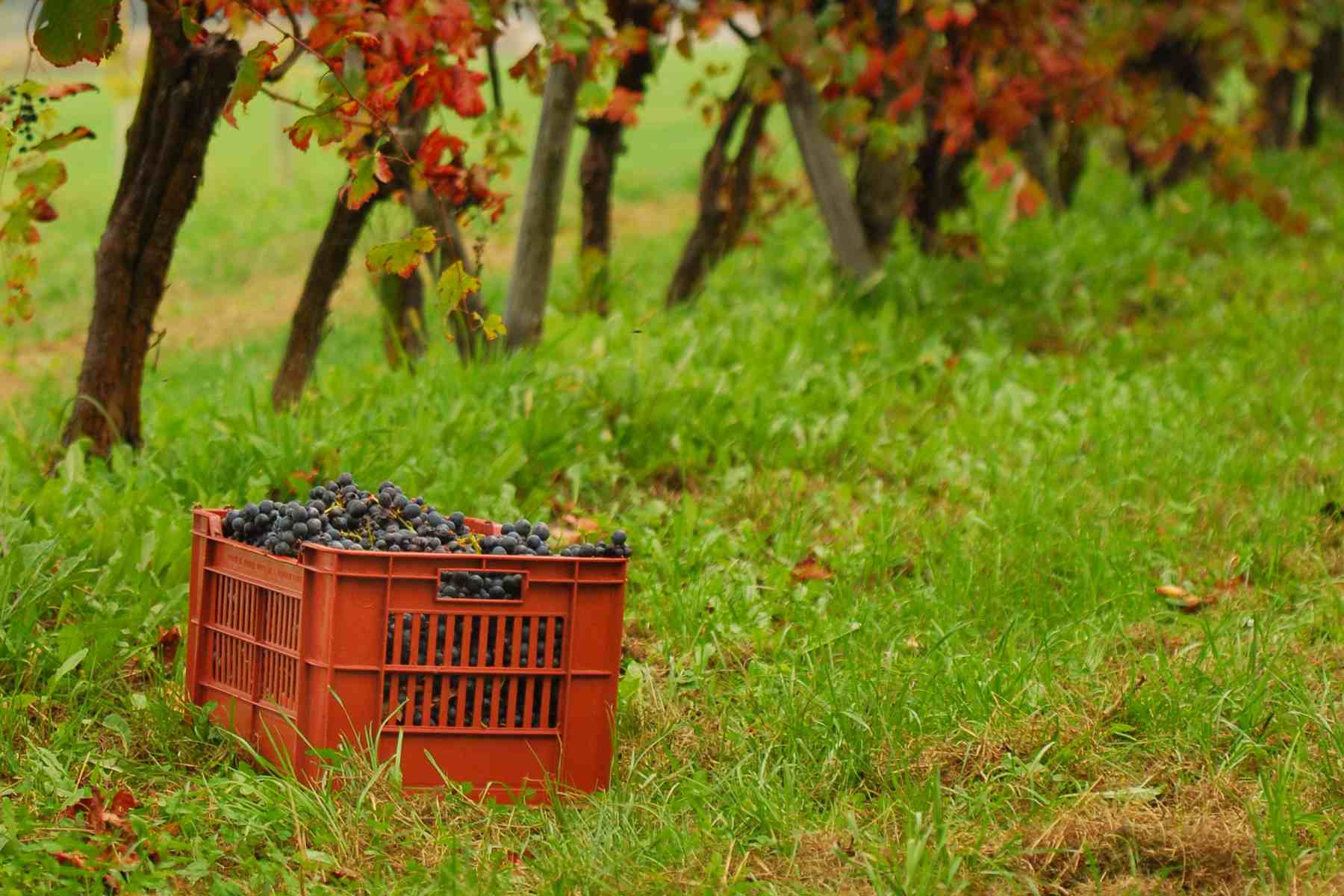 vendemmia2014-1800x1200-19