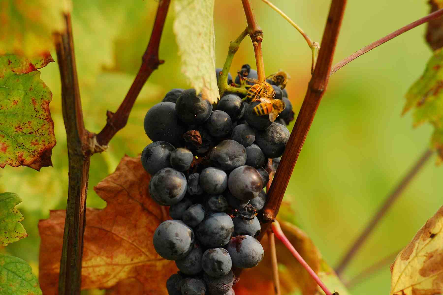 vendemmia2014-1800x1200-26