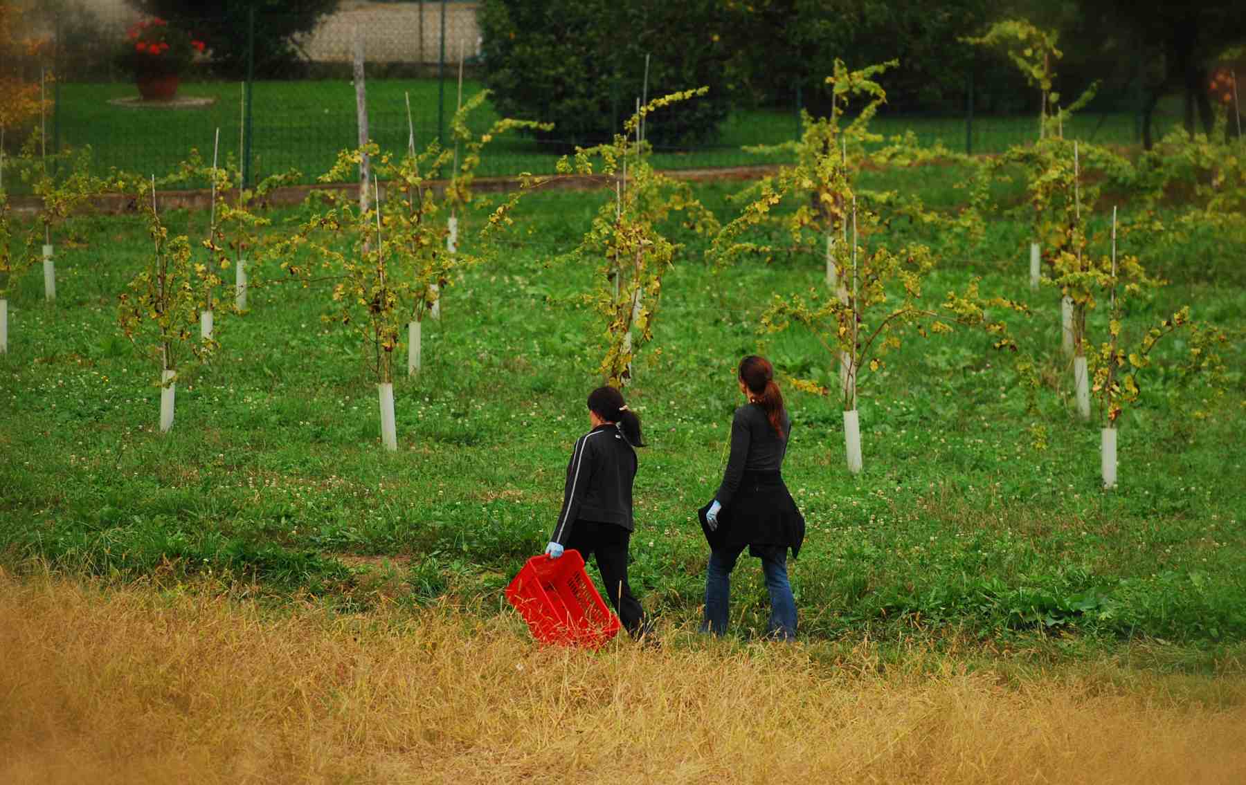 vendemmia2014-1800x1200-37